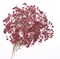 Dark Red 70 Pcs Dried Babys Breath Pressed Flowers Bulk.Vacuum-Packed Mini Dried Babies Breath Flowe Specimen +2 Tweezers, for Resin Art /DIY Making Wedding Card/ Home Party Decor.